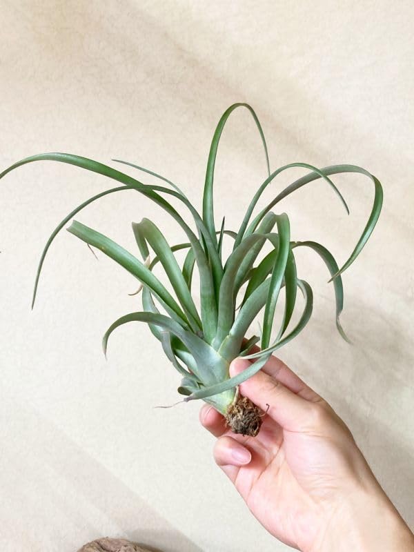 Amazon.co.jp: Frontier Plantsチランジアラウトネリー T. lautneri